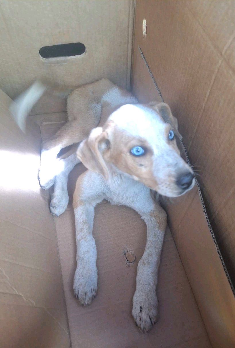 მეტისი. საჩხერე