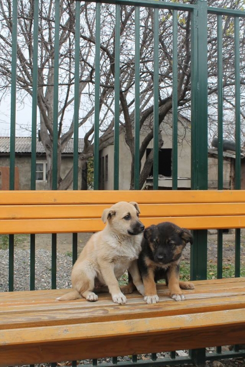 გერმანული ნაგაზის მეტისი უსახელო