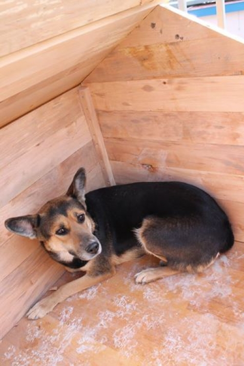 გერმანული ნაგაზი ვესტა