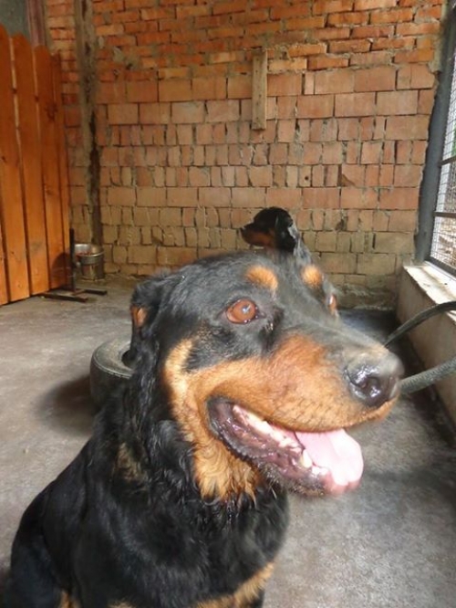 როტვეილერი ლულუ