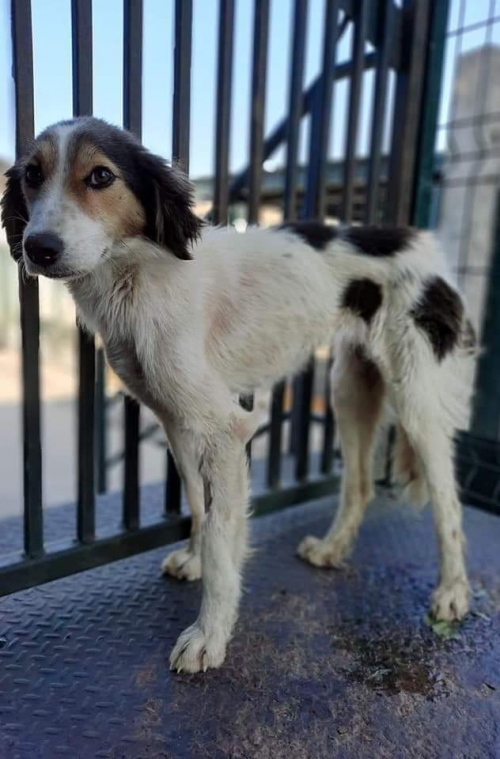 მეტისი ტასო ლოსაბერიძე