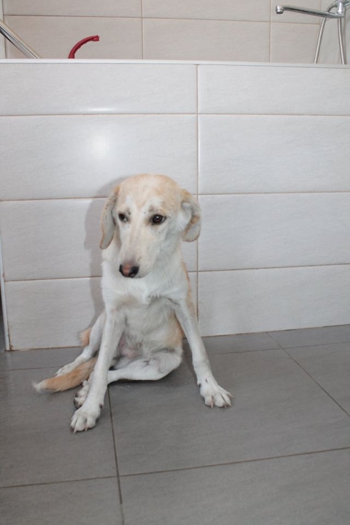 მეტისი უსახელო