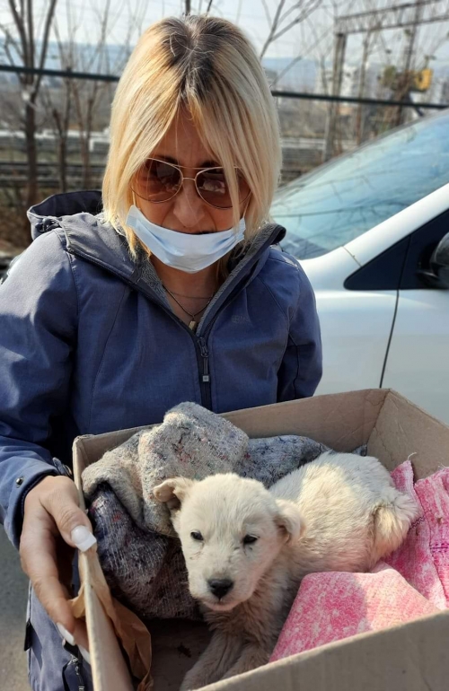 მეტისი უსახელო