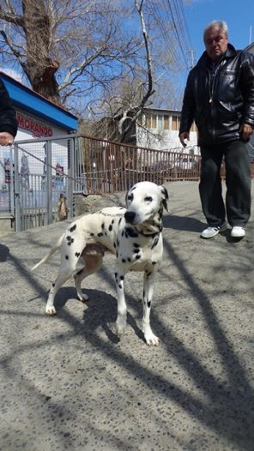 დალმატინი ბუკა