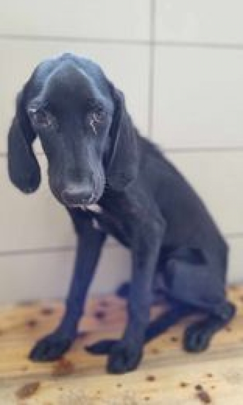 მეტისი დირსი