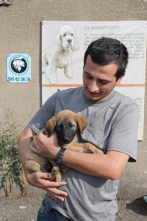 ქართული ქოფაკი უსახელო