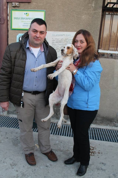 პოინტერი უსახელო