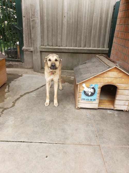 ქართული ნაგაზი თეთრი წყაროს რაიონი სოფ. ბირთვისები