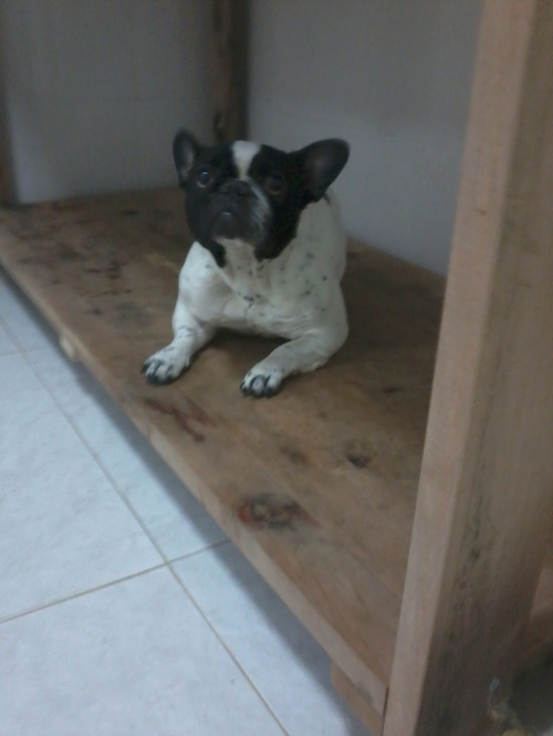 ფრანგული ბულდოგი ზიზი