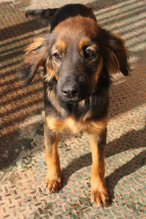 მეტისი ჯულბა