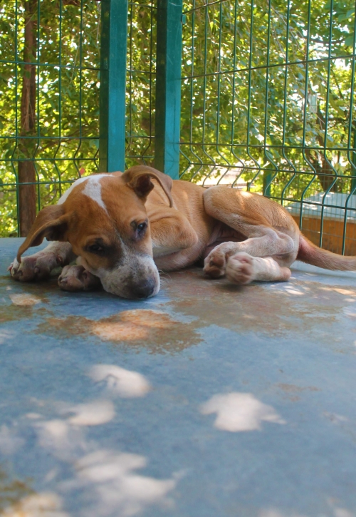 მეტისი უსახელო