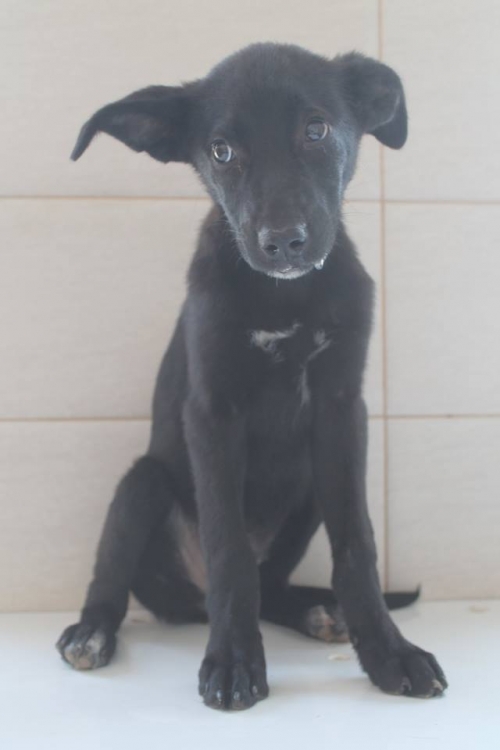 მეტისი უსახელო