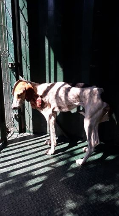 გონჩი უსახელო