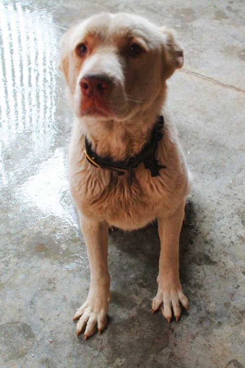 ქართული ნაგაზი უსახელო