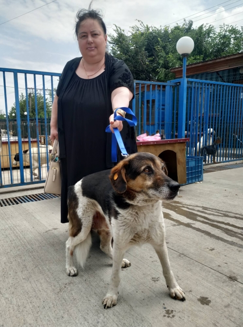 მეტისი ცხვირა