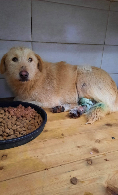 ბალონკა უსახელო