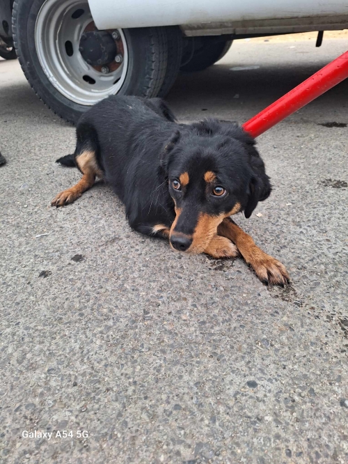 მეტისი გადმოყვანილია მუნიციპალური თავშესაფრიდან