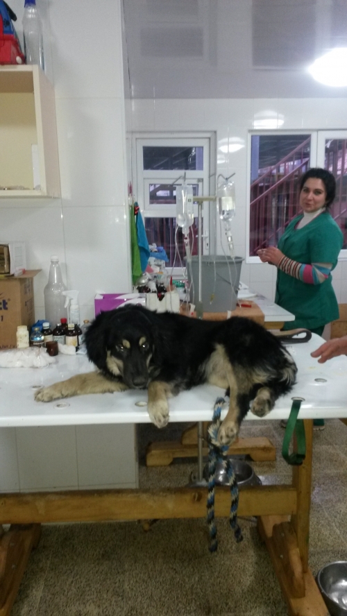 მეტისი უსახელო