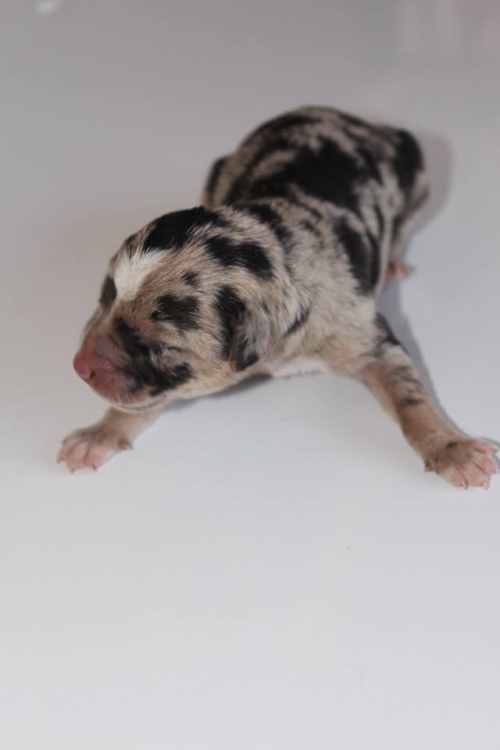 მეტისი უსახელო