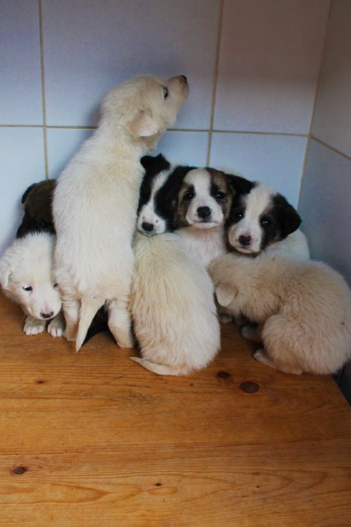 მეტისის ლეკვები უსახელო