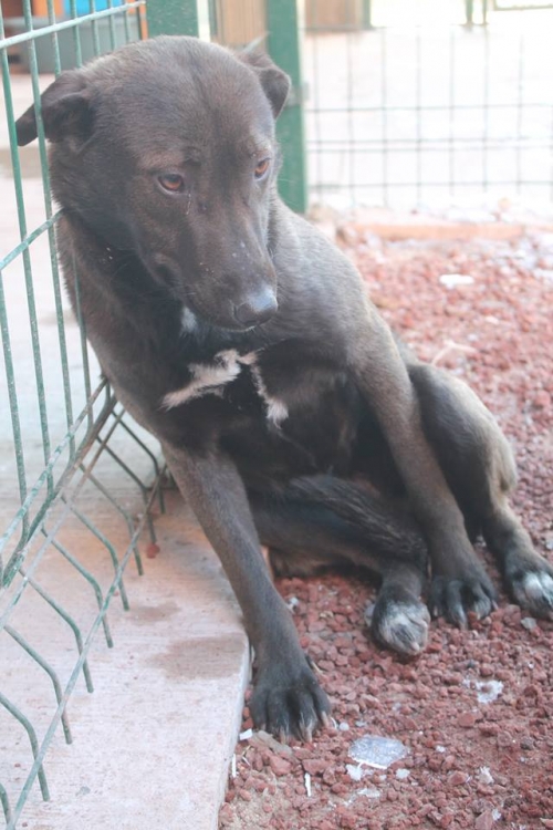 მეტისი ლუსი