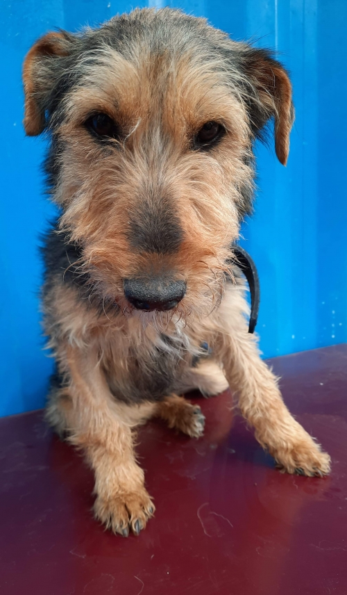 იაქტერიერი უსახელო