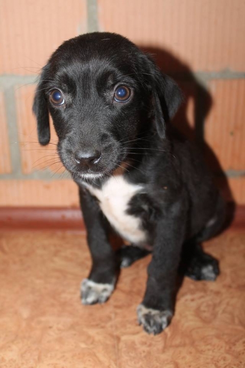 მეტისი ბუბუ