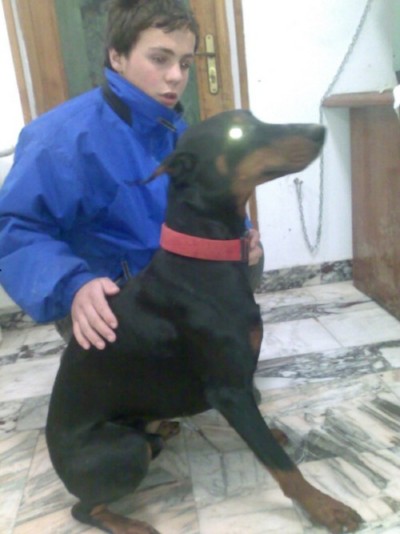 * გაჩუქებულები დობი