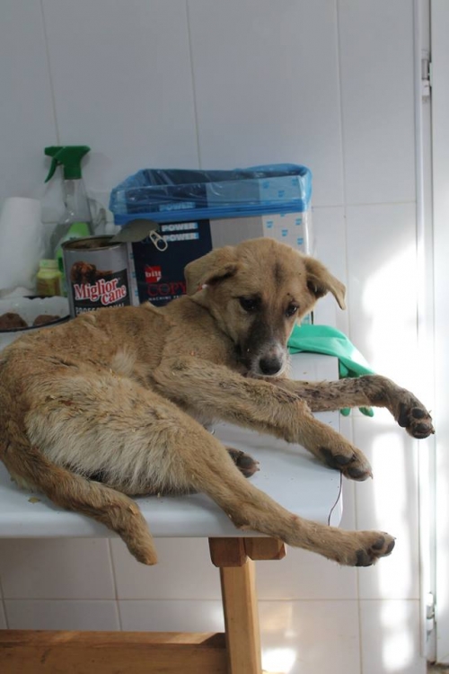 მეტისი უსახელო