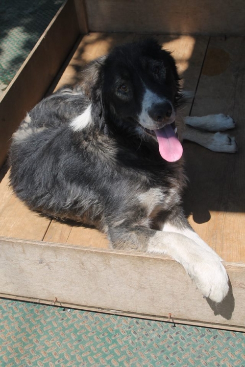 ქართული ქოფაკი უსახელო