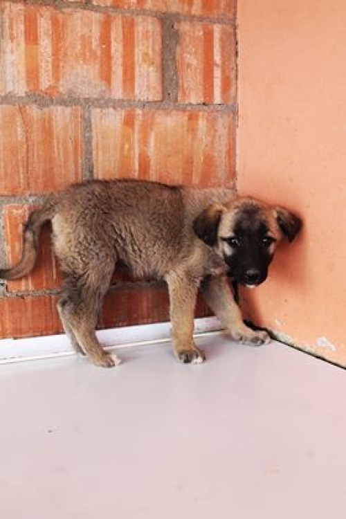 მეტისი უსახელო