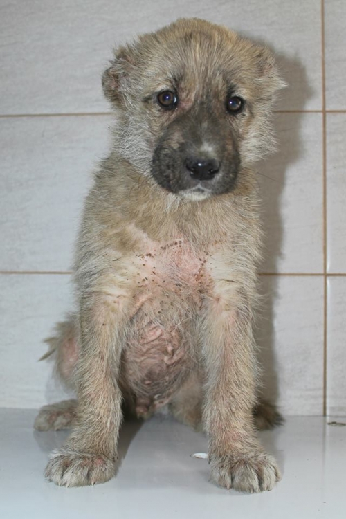 ქართული ქოფაკი უსახელო