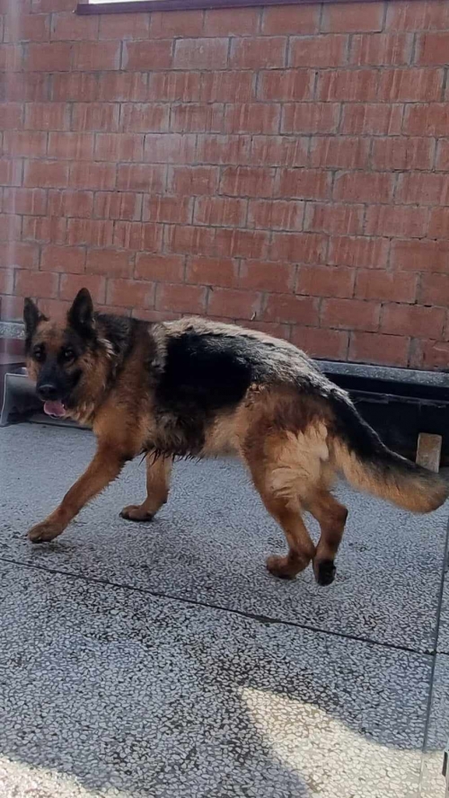 გერმანული ნაგაზი გორი