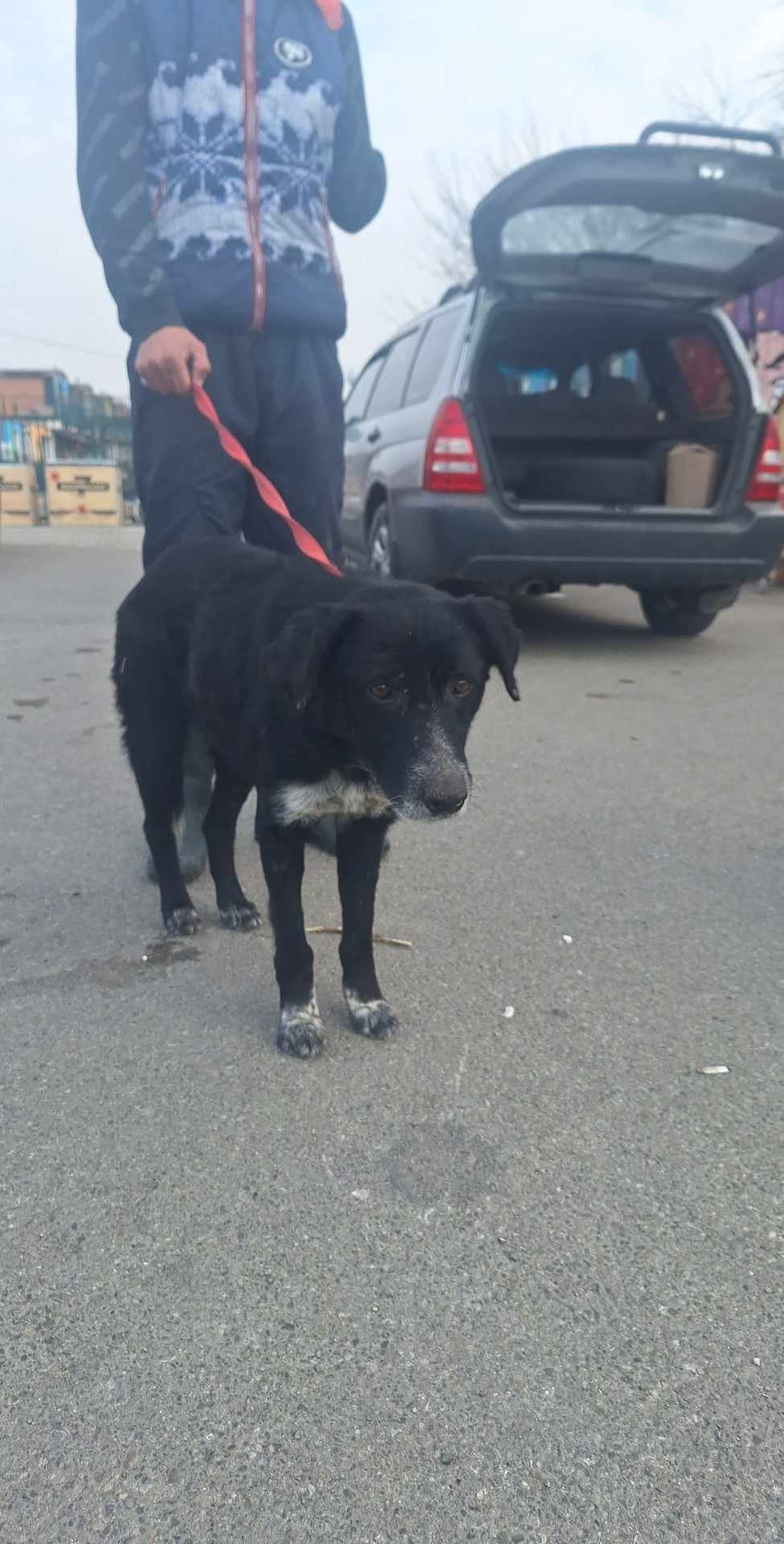 მეტისი ლილო