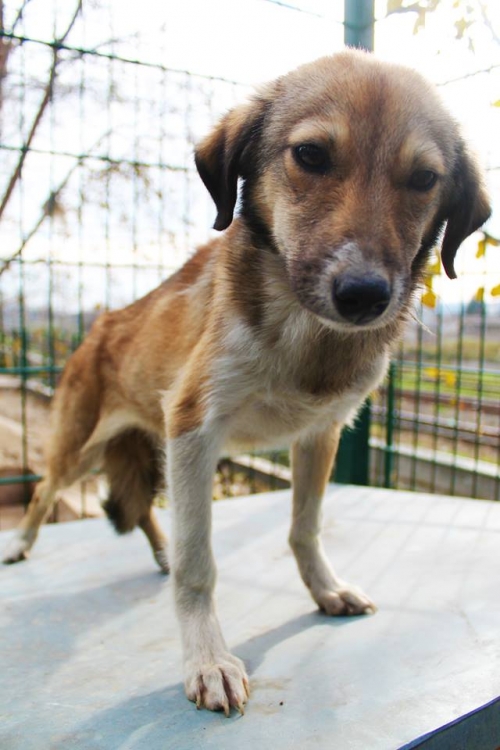 მეტისი უსახელო