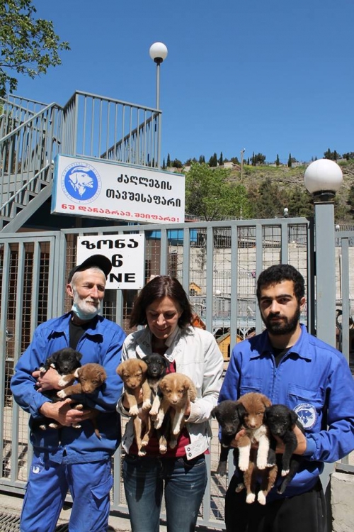 მეტისის ლეკვები უსახელო