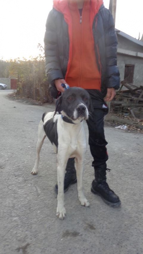 პოინტერი უსახელო