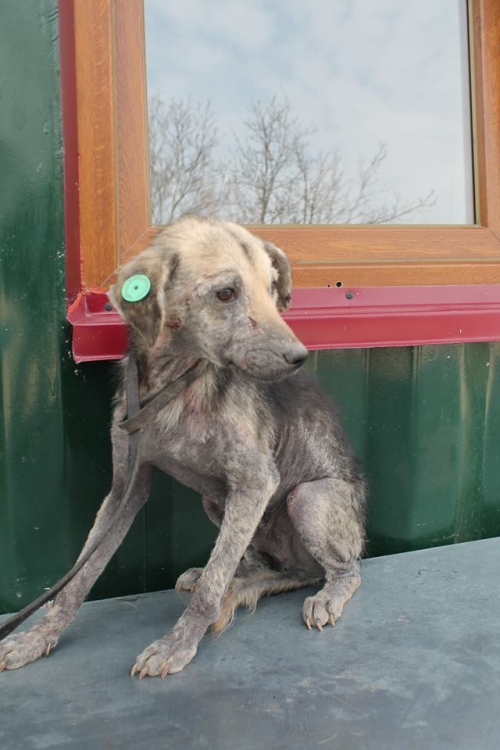 მეტისი უსახელო