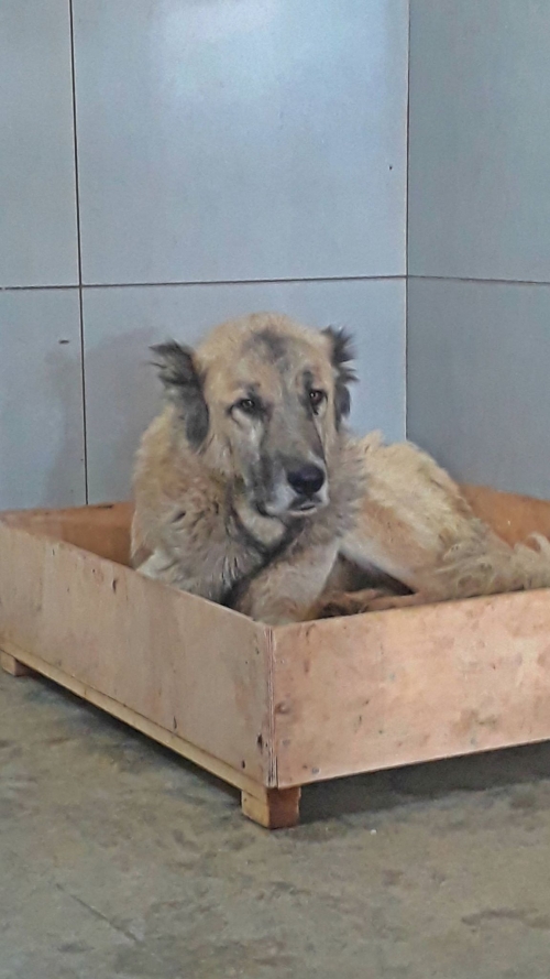 ქართული ნაგაზი უსახელო