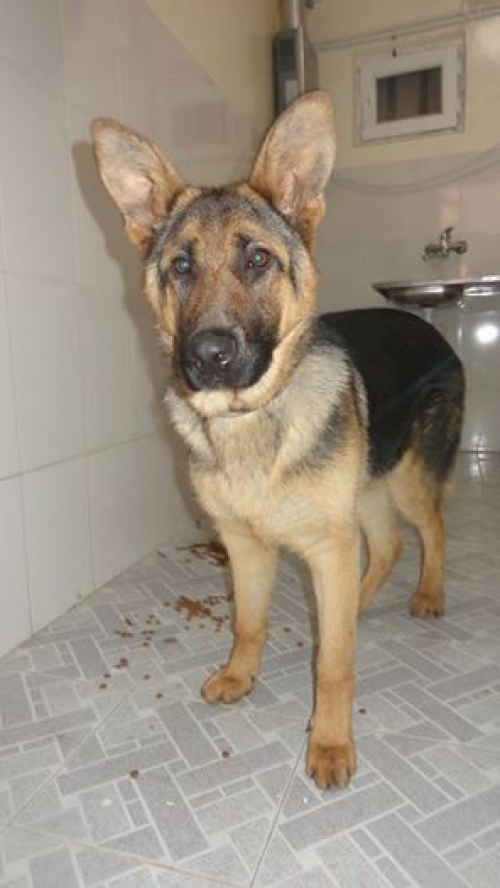 გერმანული ნაგაზი ბუკა