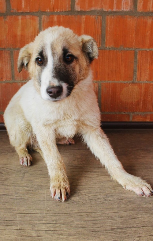 ქართული ქოფაკი უსახელო