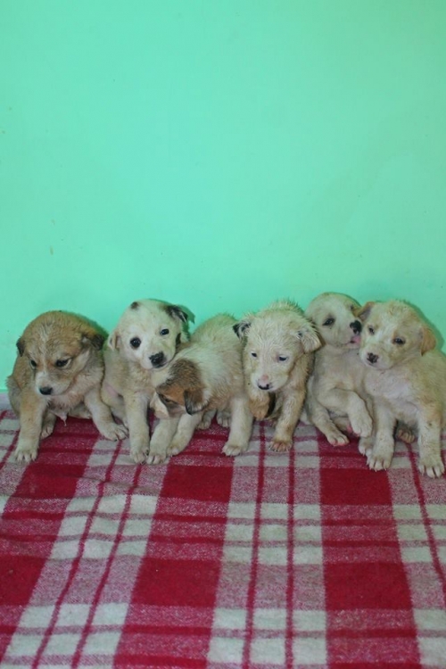 მეტისის ლეკვები უსახელო