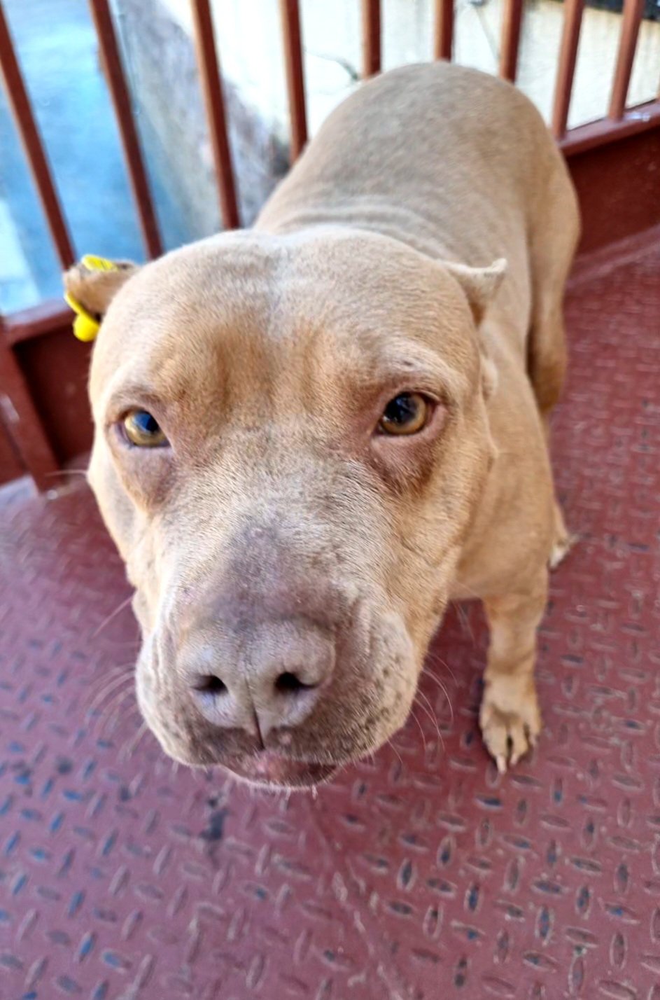 პიტბული. მცხეთა