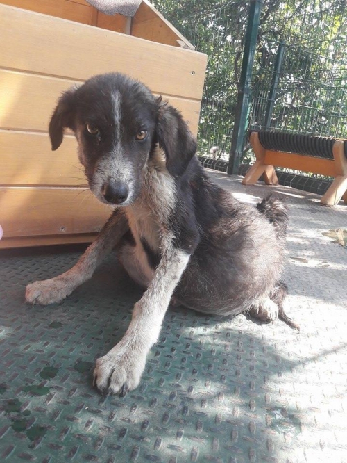 მეტისი უსახელო