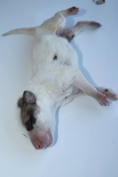 მეტისი უსახელო