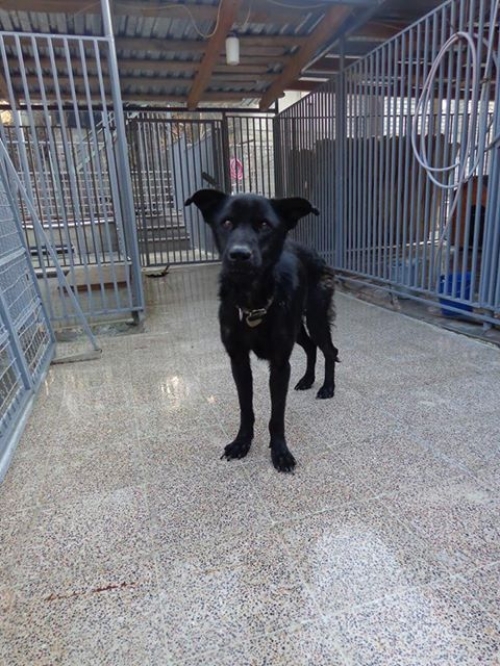 მეტისი უსახელო