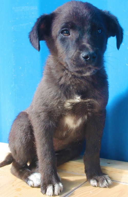 ქართული ქოფაკი უსახელო