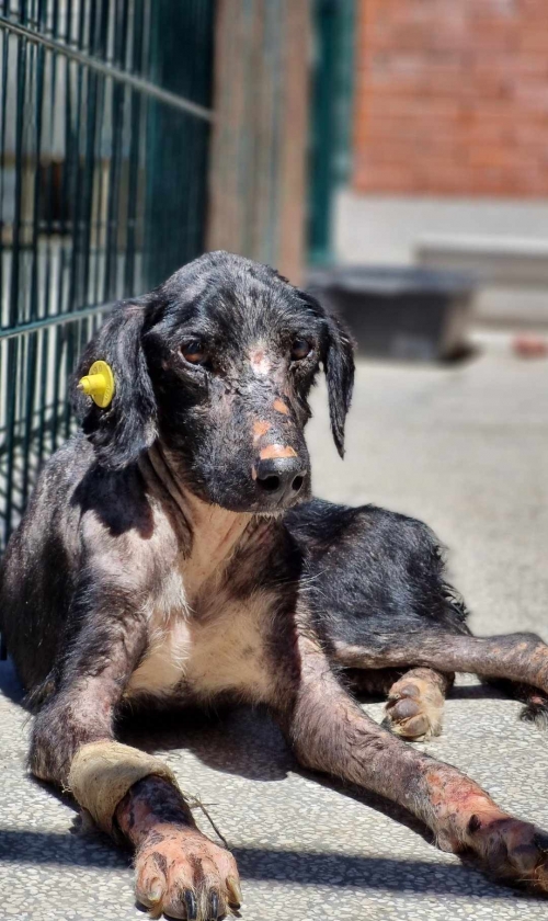 მეტისი თელავი