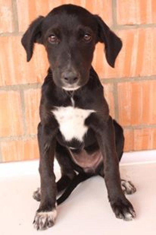 მეტისი უსახელო