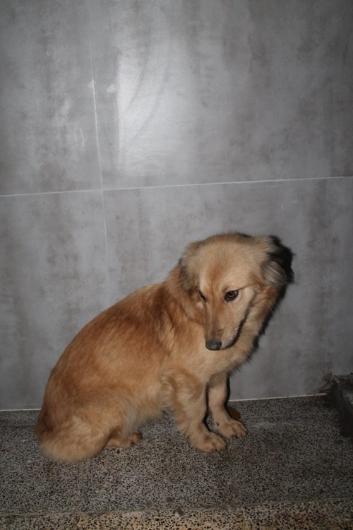 მეტისი უსახელო